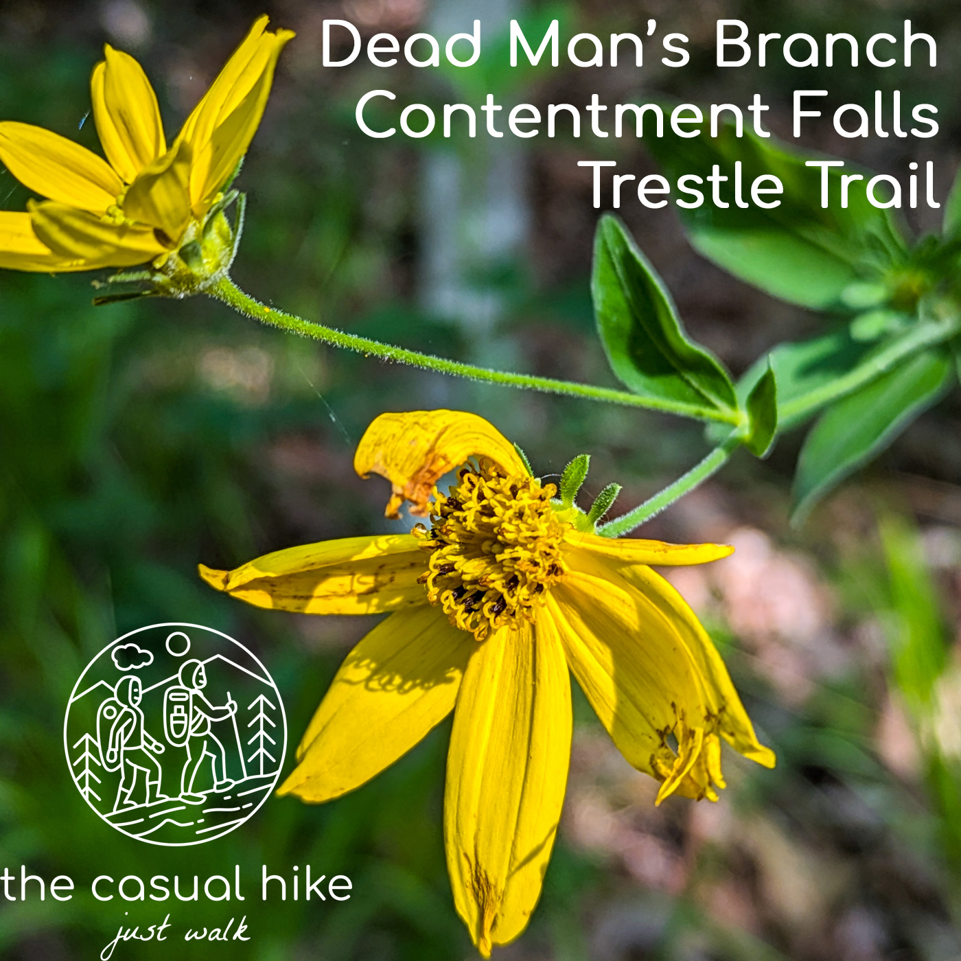 2023-06-13 Dead Man’s Branch to Contentment Falls and Trestle Trail