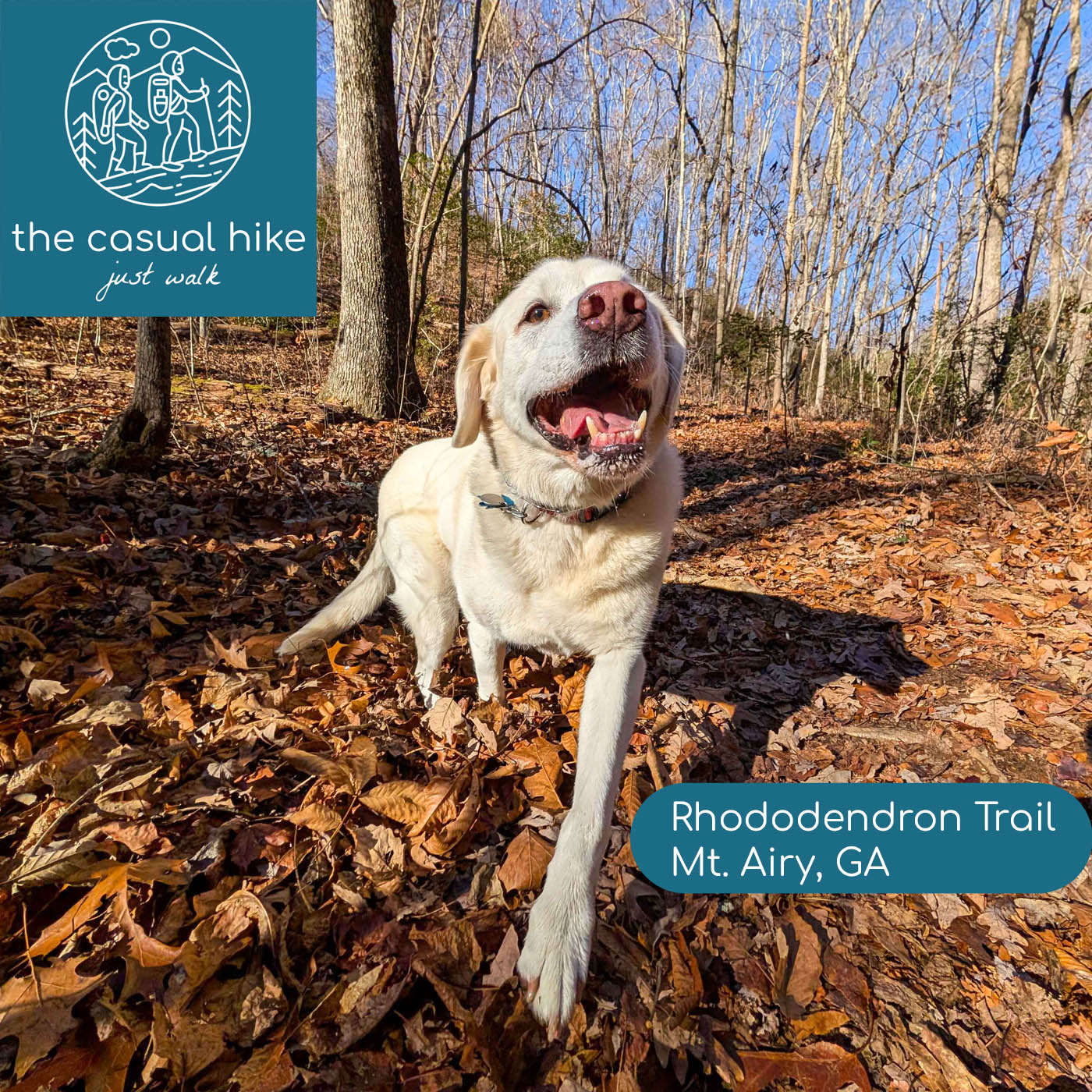 Rhododendron Trail – Mt. Airy, GA